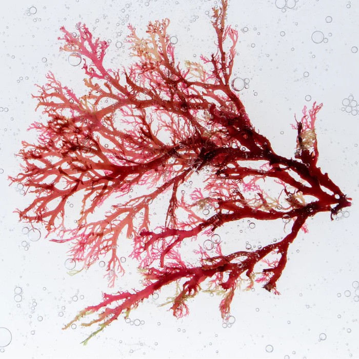 astaxanthin